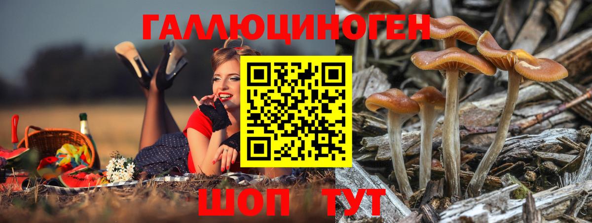 Псилоцибиновые грибы Psilocybe Долгопрудный